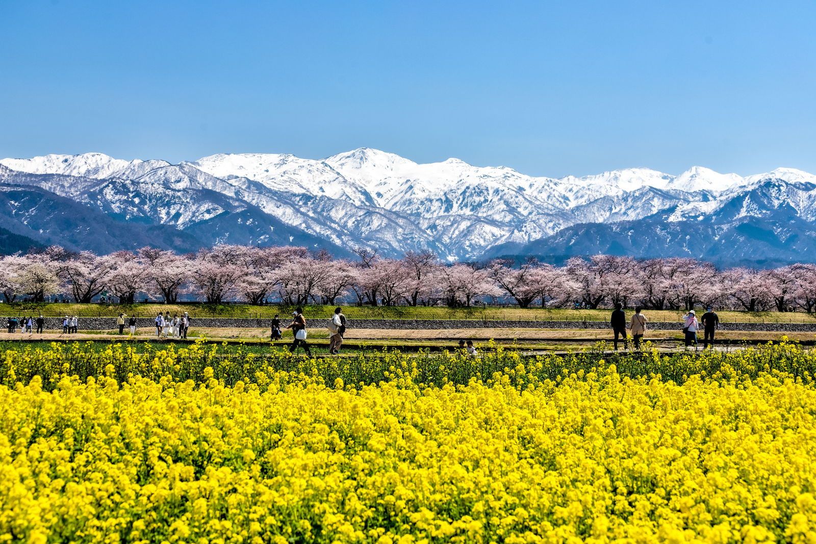 舟川べりの桜並木の下で花見を楽しむ人々と春の四重奏の風景