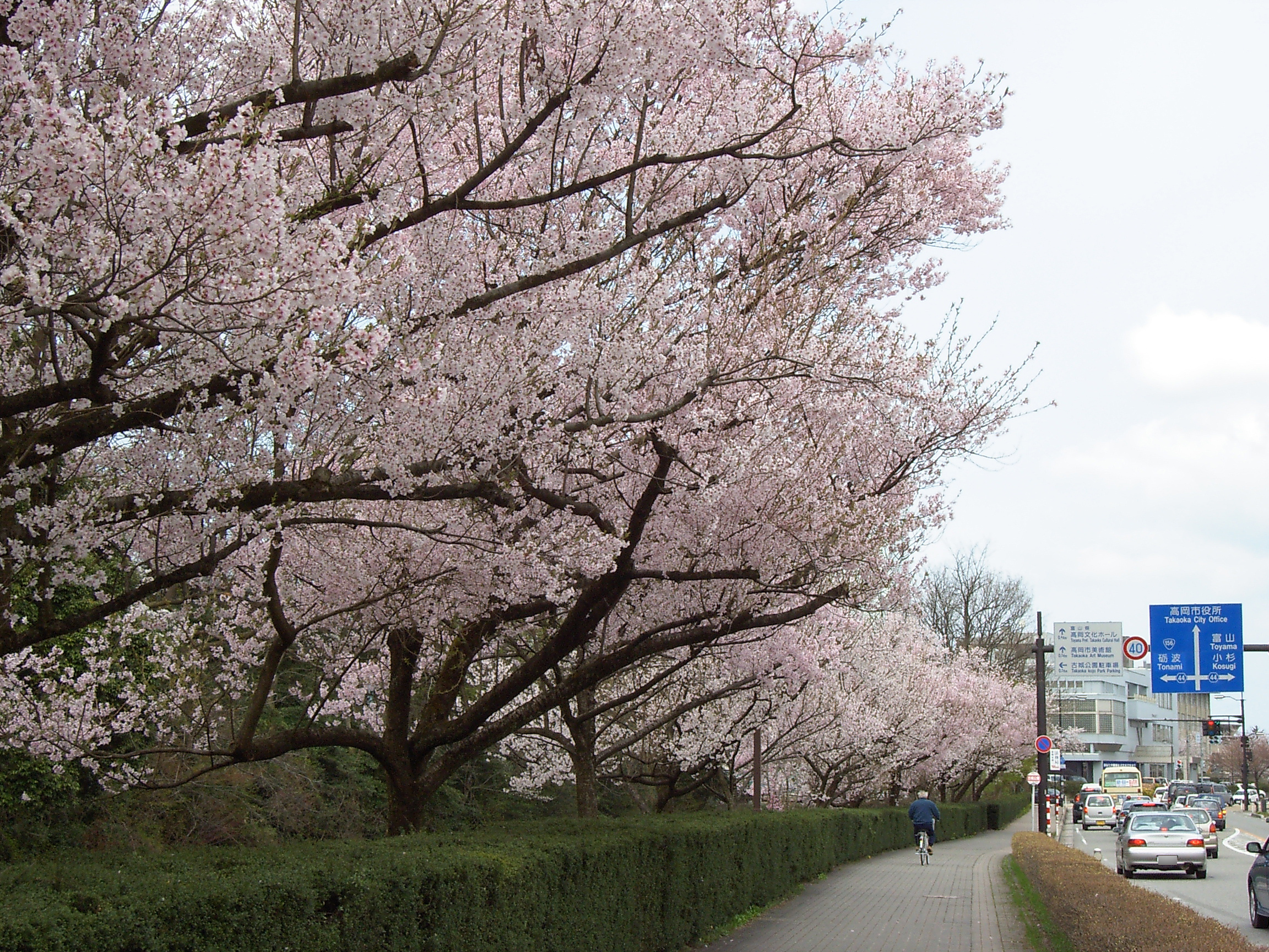 高岡古城公園の桜が水堀に映える春の風景