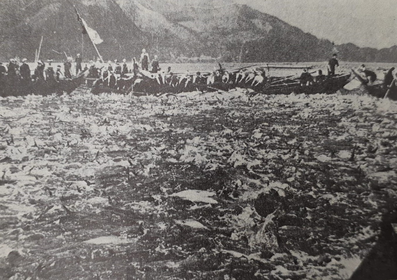 定置網で水揚げされるブリの漁獲風景