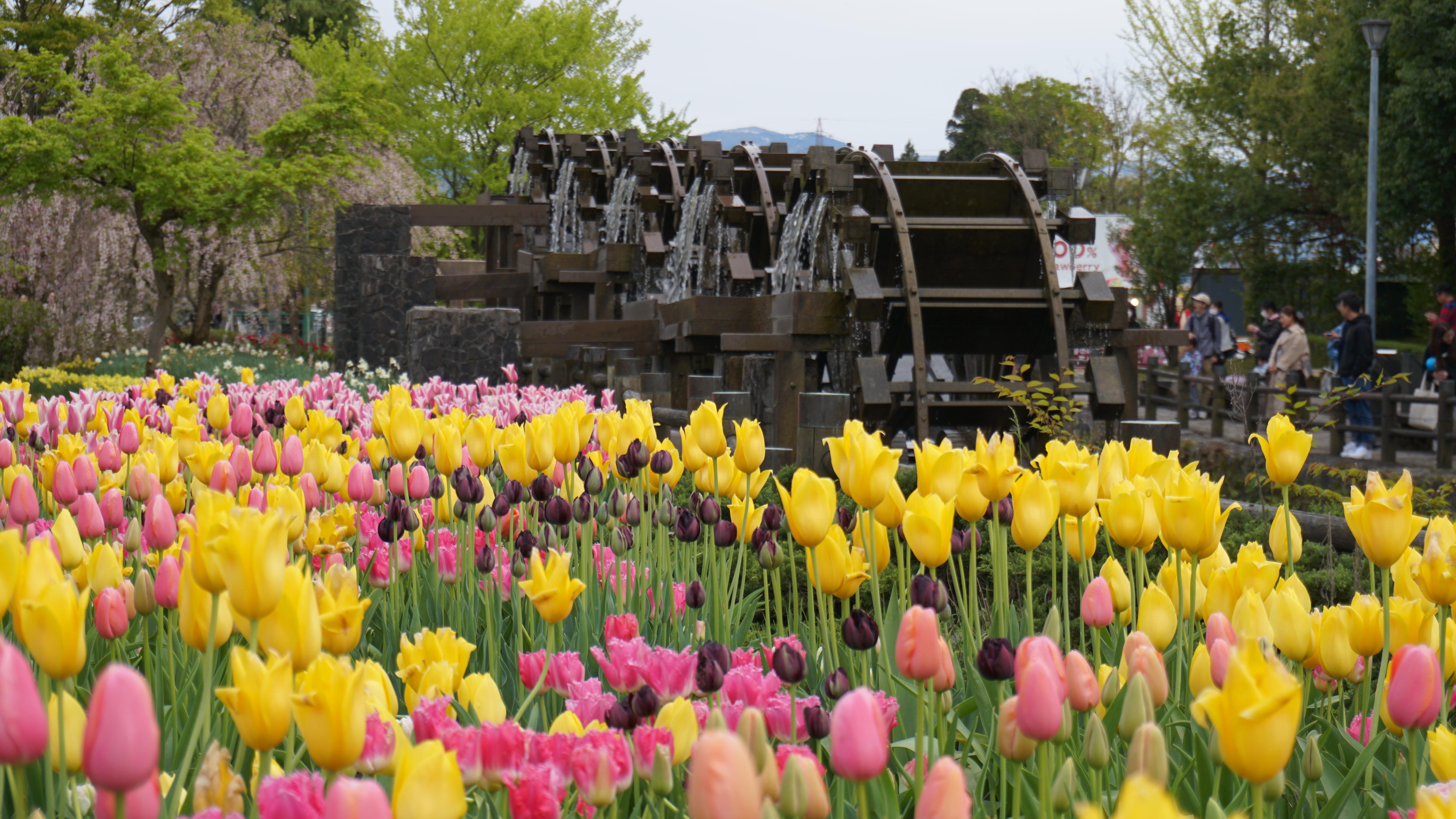砺波チューリップフェアの花畑