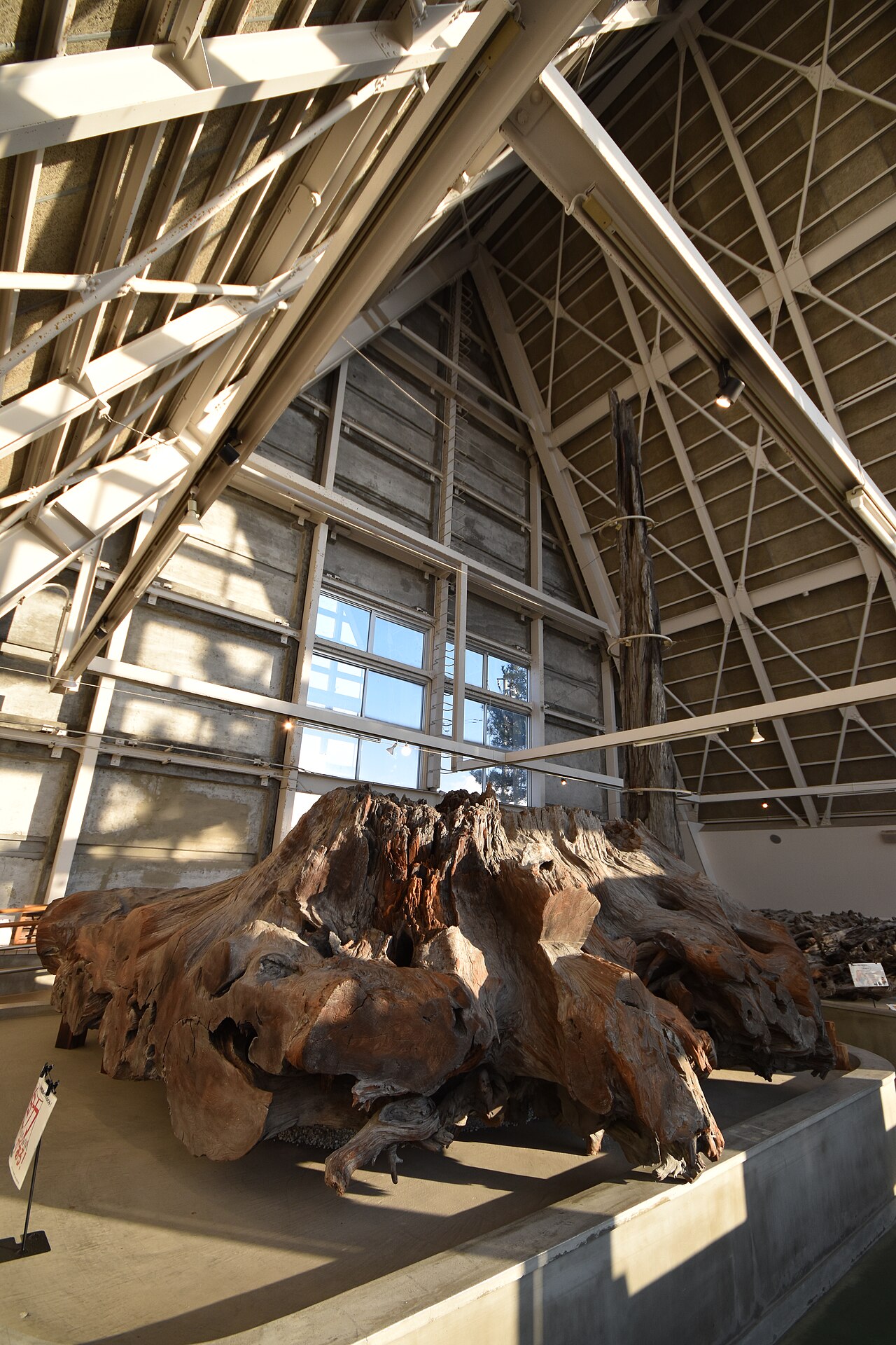 魚津埋没林博物館の乾燥展示室に保存された巨大スギの根
