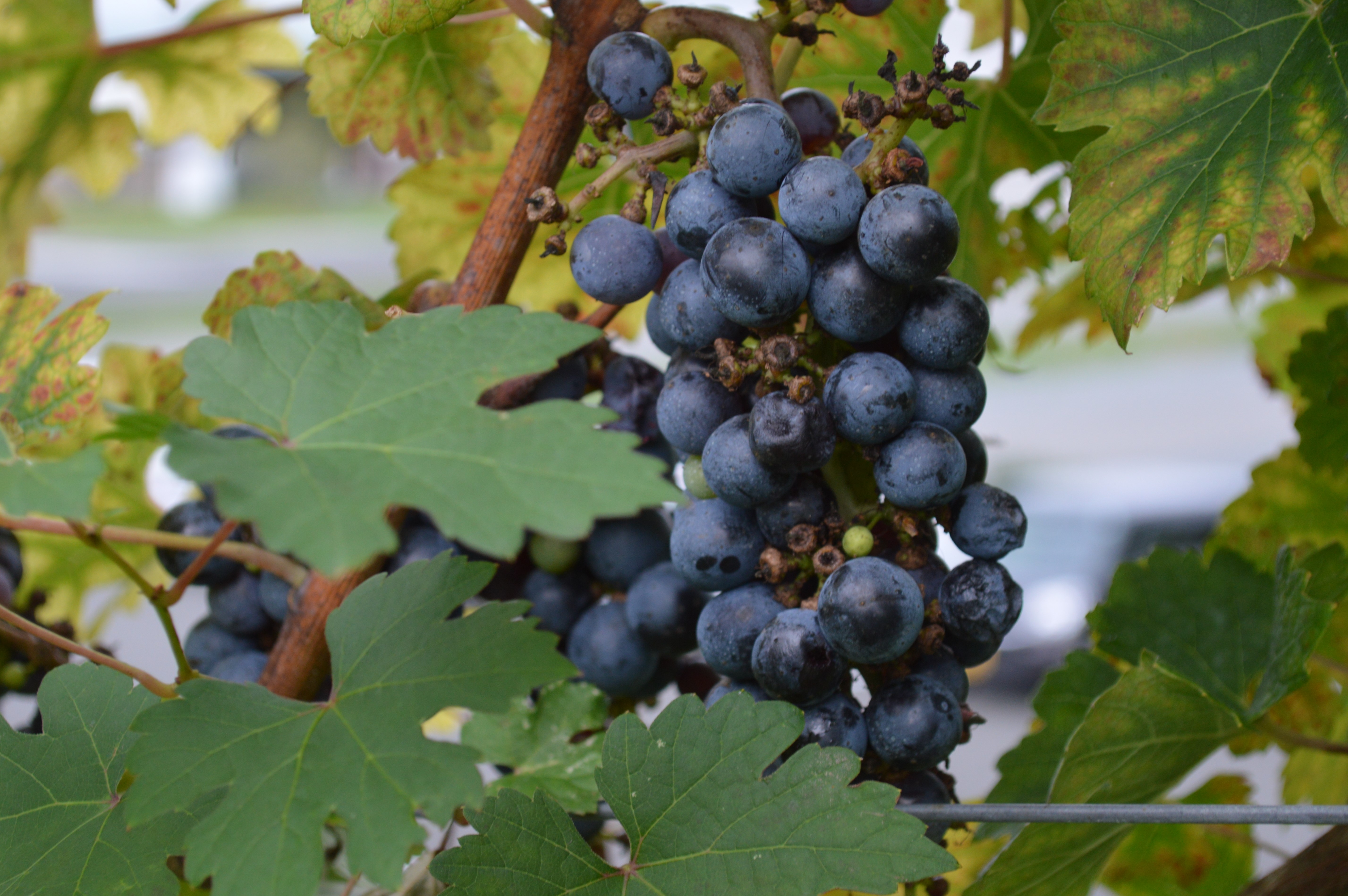 ワイナリーのぶどう畑の風景（イメージ）