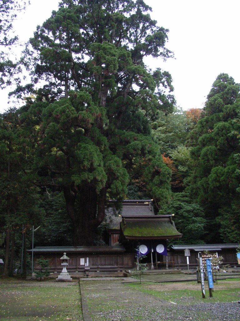 若狭姫神社の社殿と御神木の千年杉