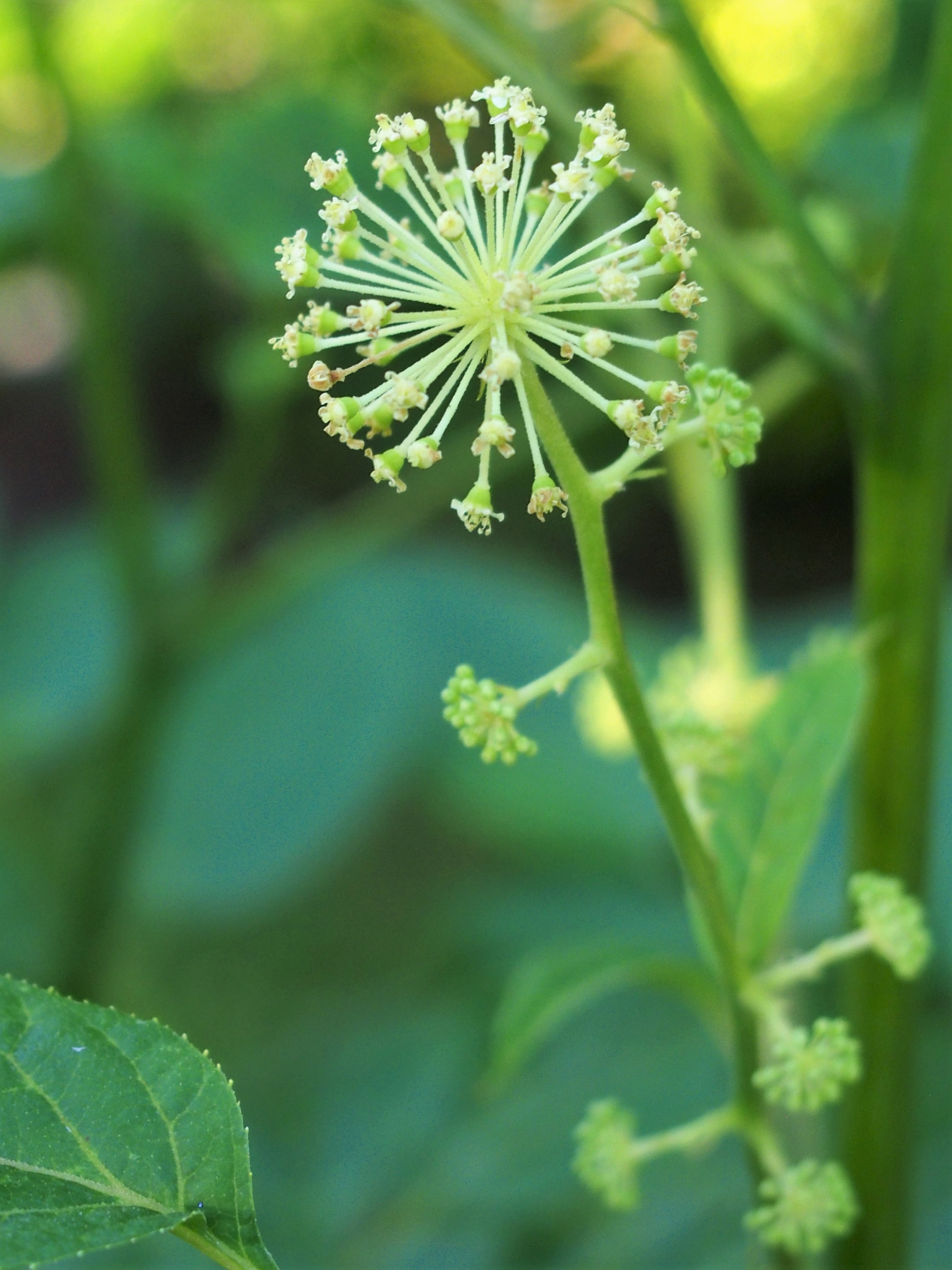 山菜のウド（独活）の花と葉