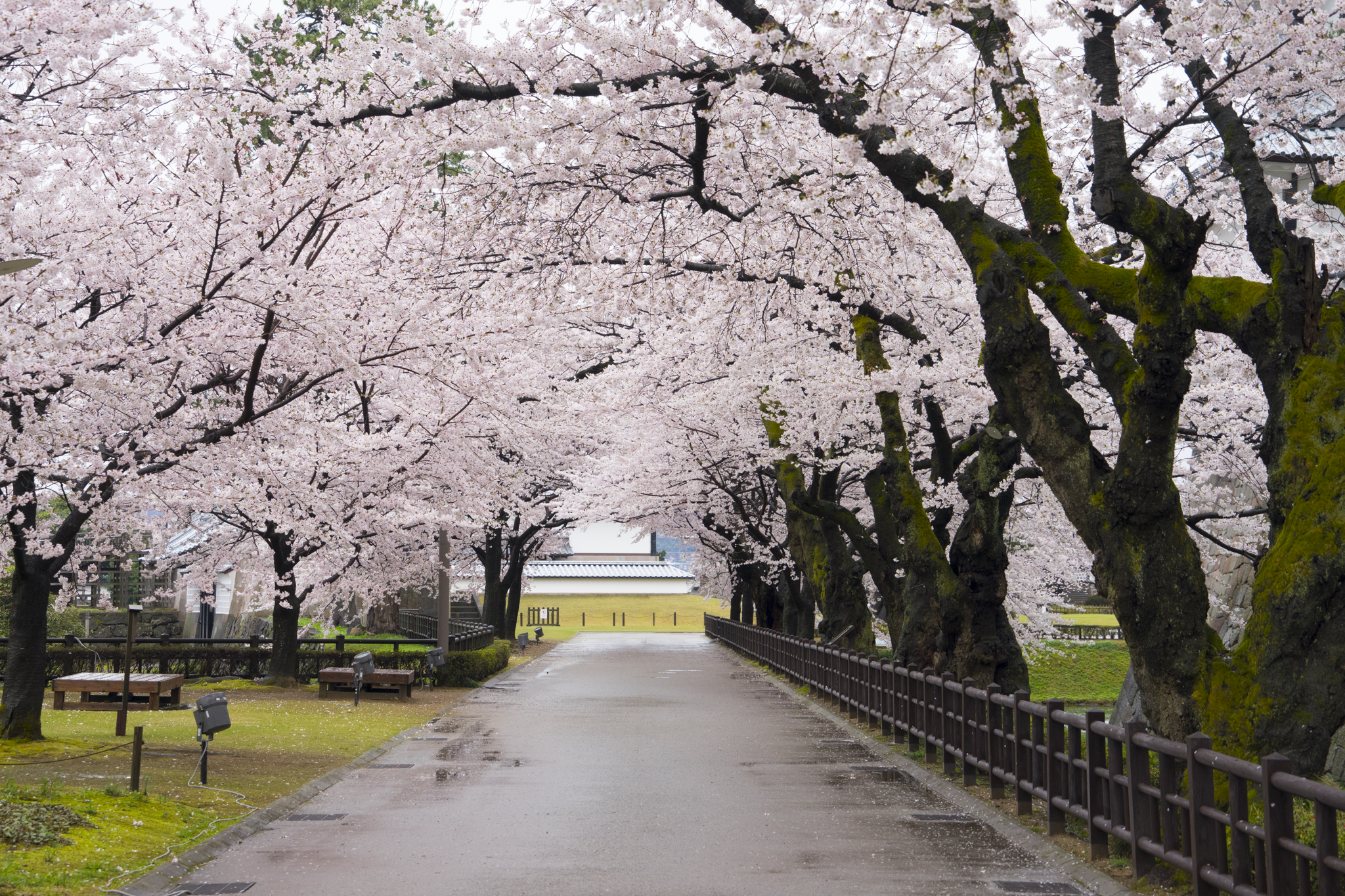 桜の季節の金沢城公園