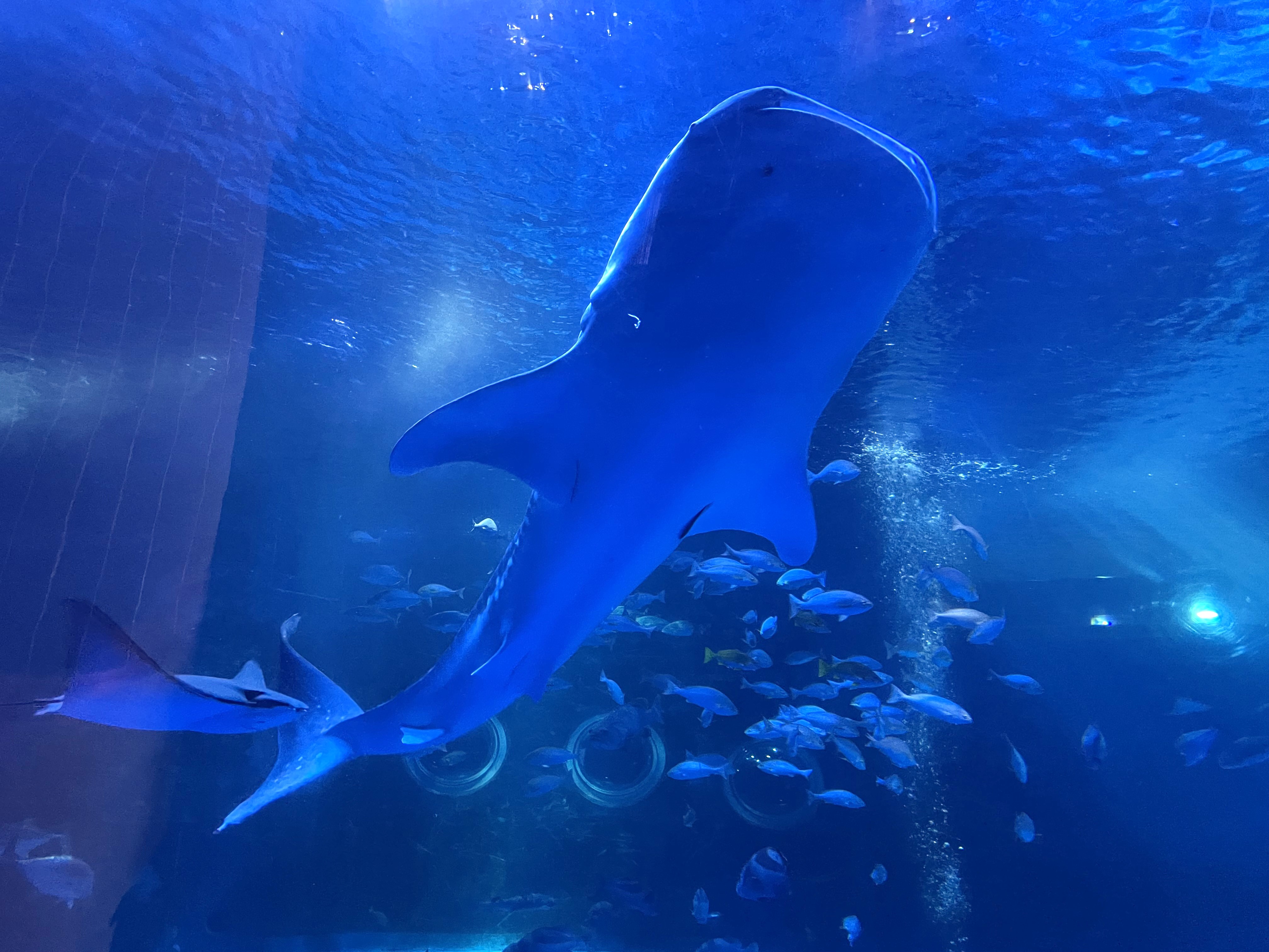 のとじま水族館で泳ぐジンベエザメ