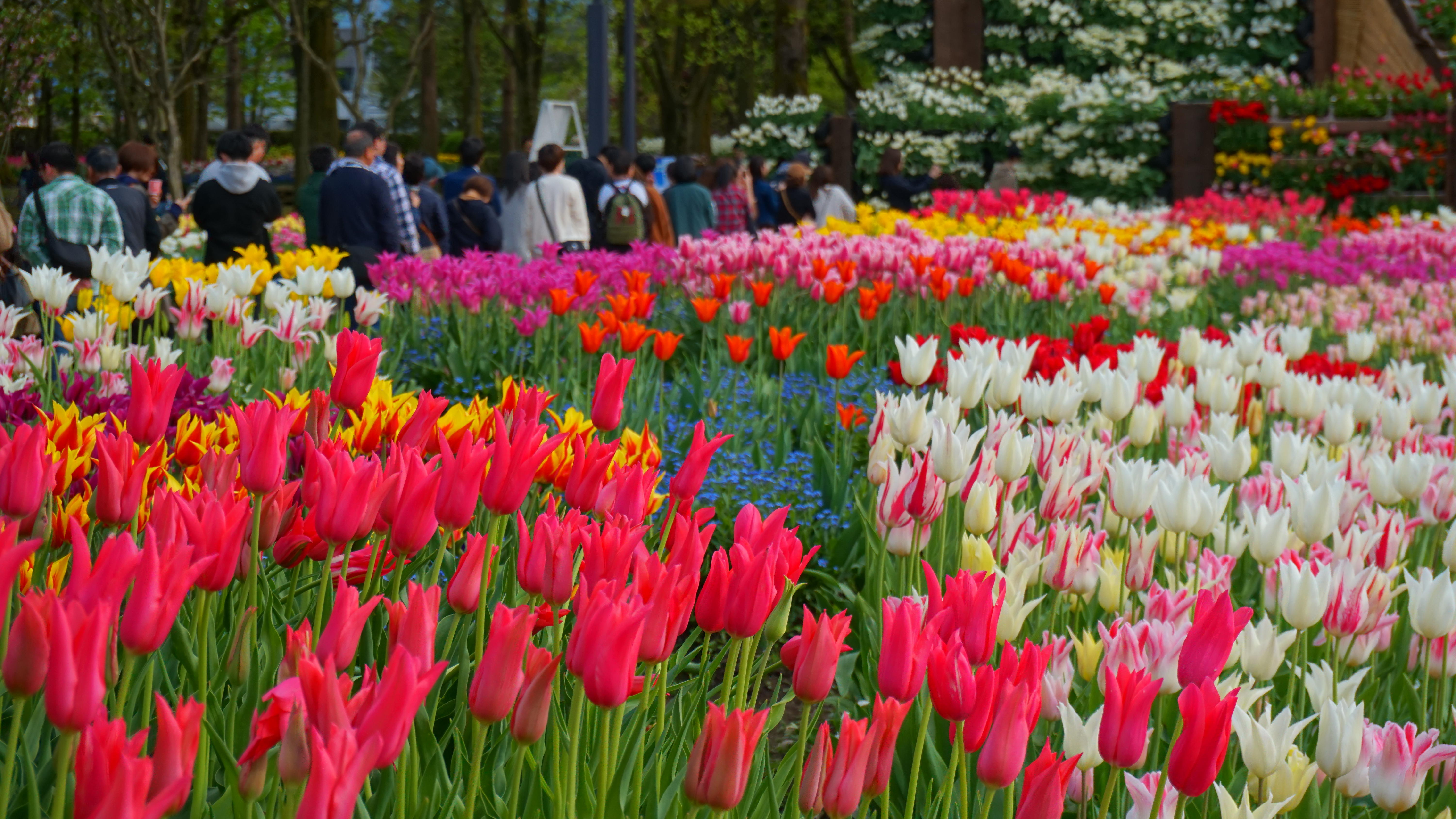 となみチューリップフェアの300万本のチューリップ畑と会場の様子