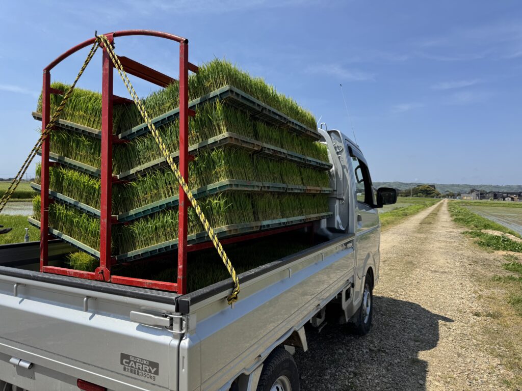 購入した苗を軽トラの荷台に積んで田んぼへ向かう