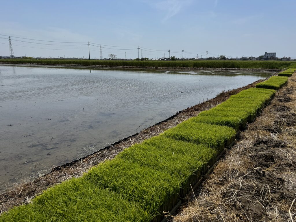 田んぼの傍に並べた育苗箱と田植えの準備