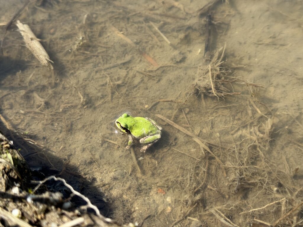 田植えの田んぼで見つけたカエル