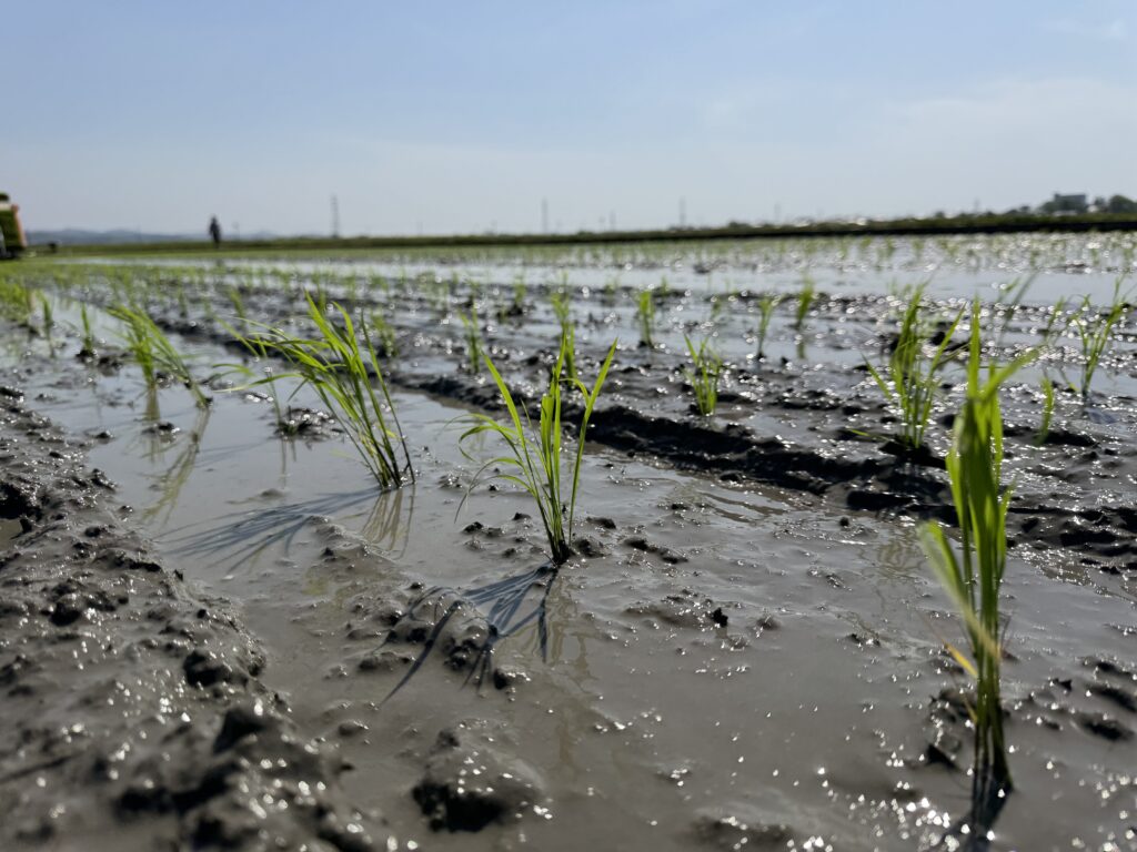 田植えを終えた羽咋の田んぼ—整然と並んだ苗が秋には黄金色の稲穂になる