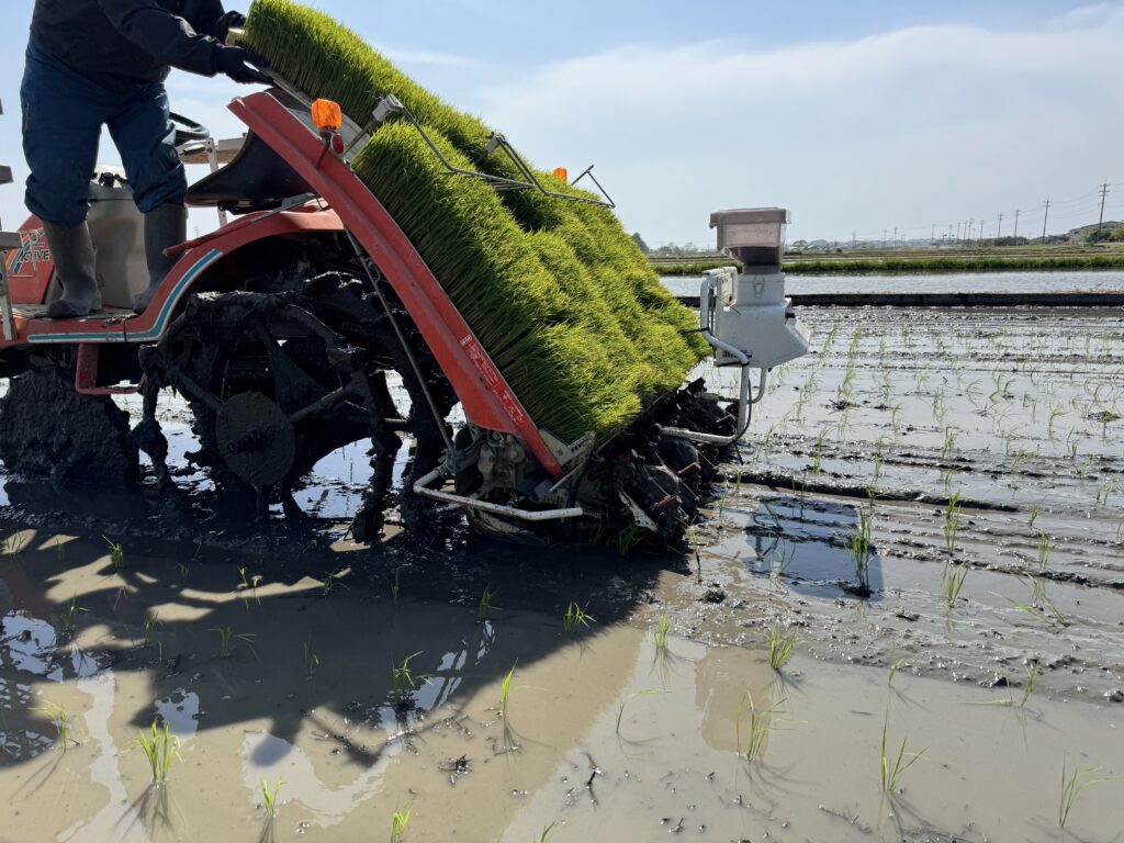 田植え機に育苗箱を補充する作業