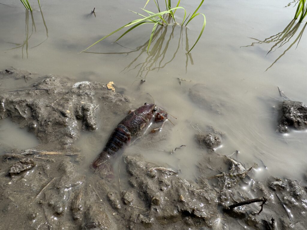 田植え中の田んぼで見つけたザリガニと生き物たち