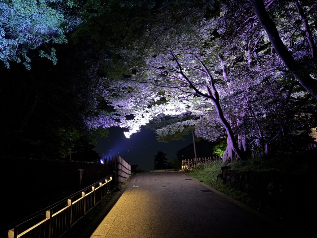 金沢城内でライトに照らされ桜のように白く輝く紅葉の木