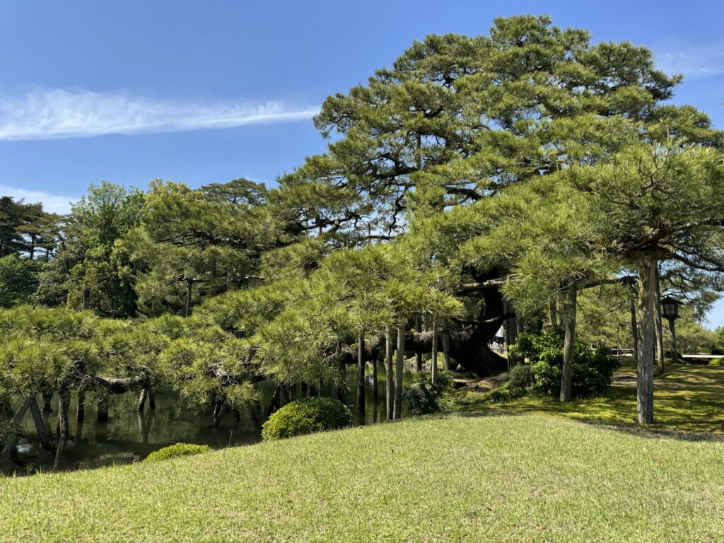 兼六園の唐崎松。枝ぶりが見事な黒松