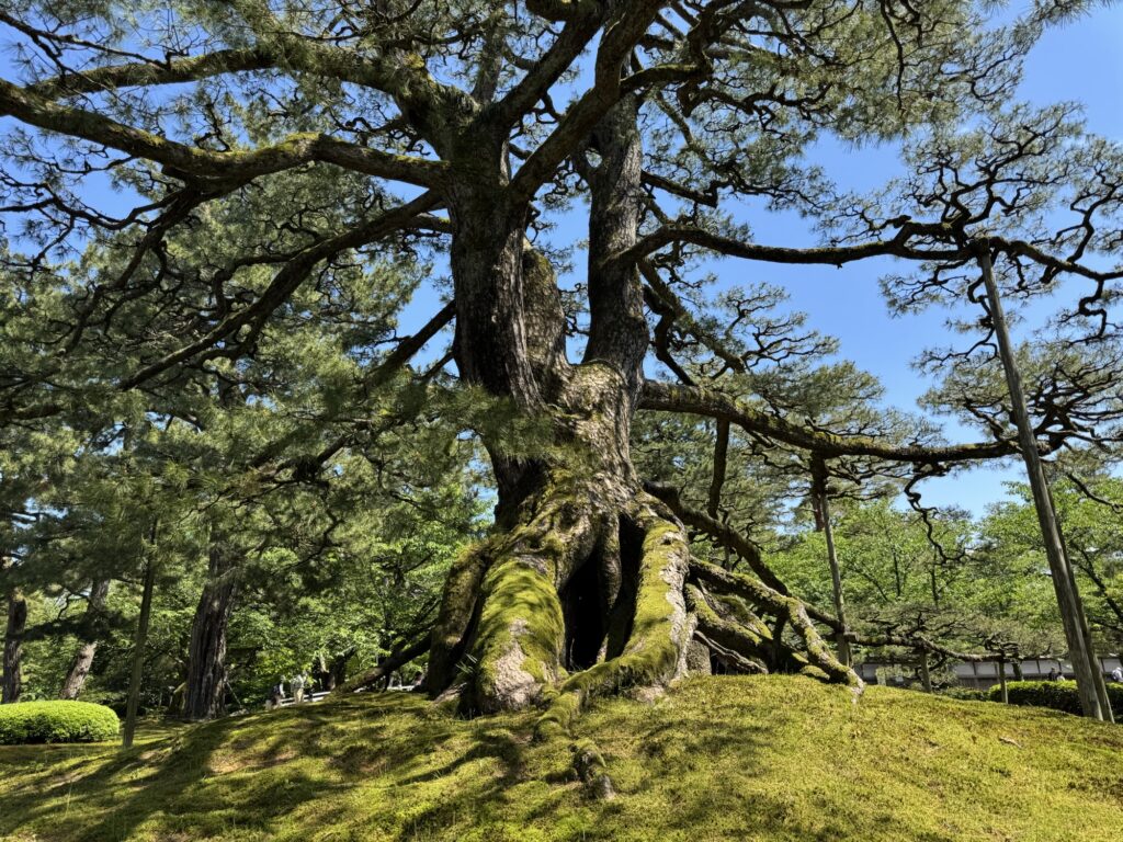 根上松（ねあがりのまつ）の根元。地面から根が持ち上がった珍しい樹形（兼六園）