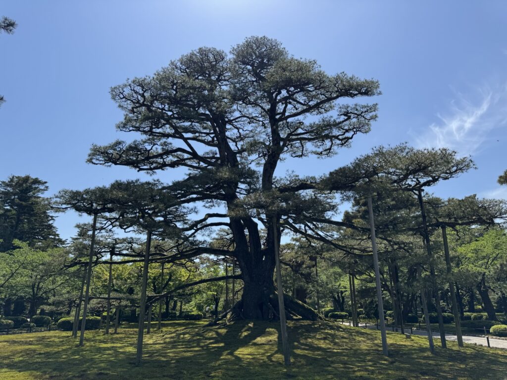 兼六園の根上松（ねあがりのまつ）全景。枝の広がりが壮大