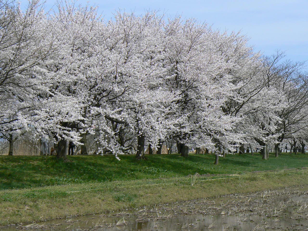 木場潟公園の千本桜。春の桜並木と潟湖の景色（小松市）