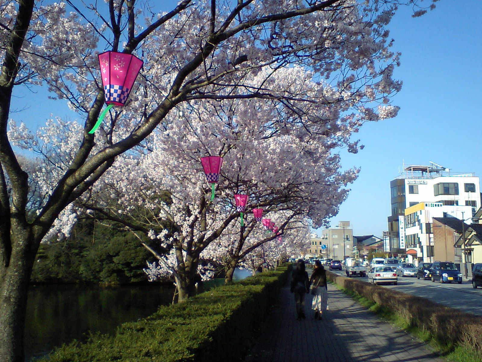 高岡古城公園の水濠沿いに咲く桜と高岡の街並み