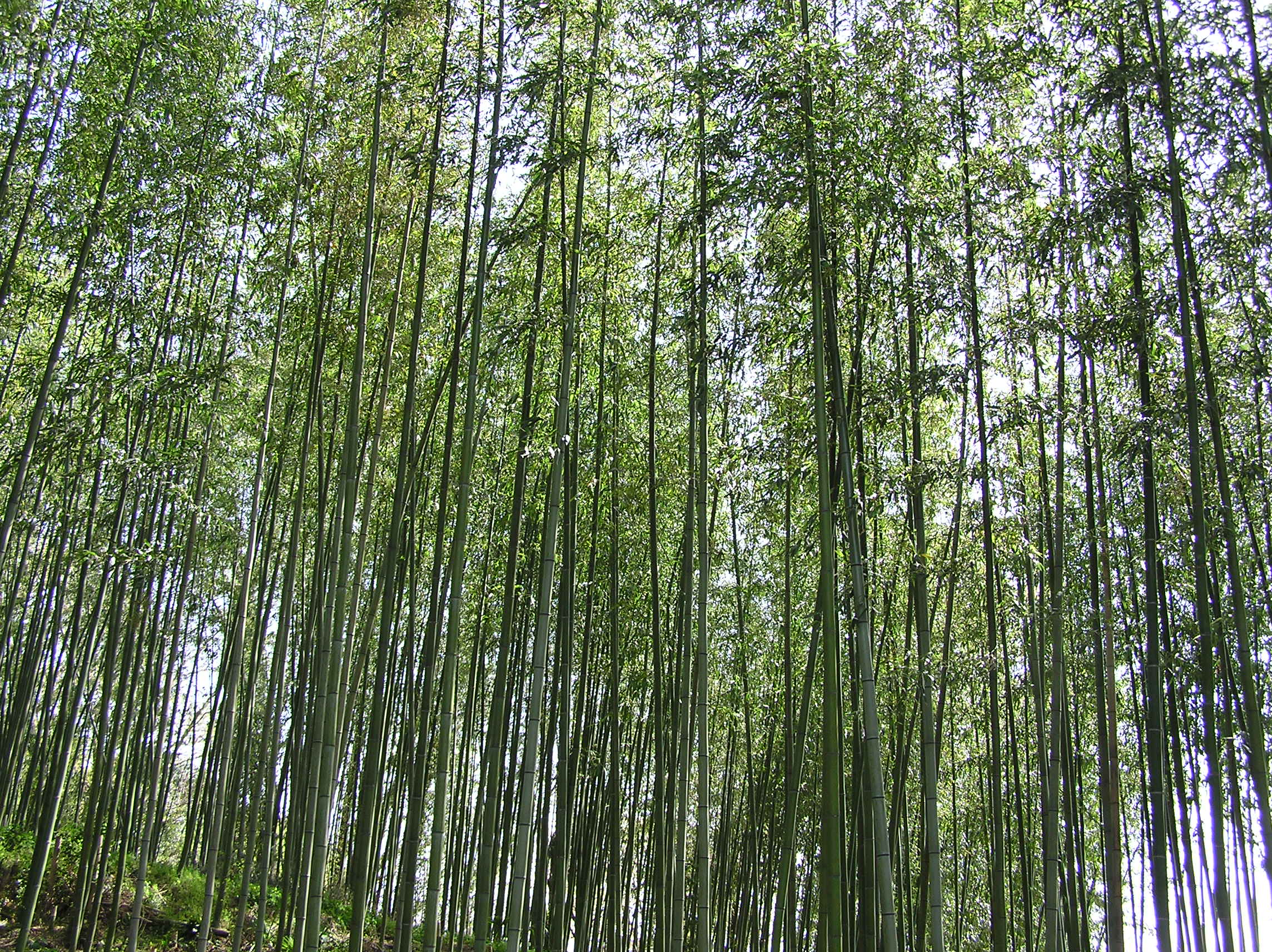 竹人形の素材となる竹林