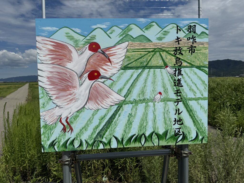 羽咋市の田んぼに立つ「トキ放鳥推進モデル地区」の看板