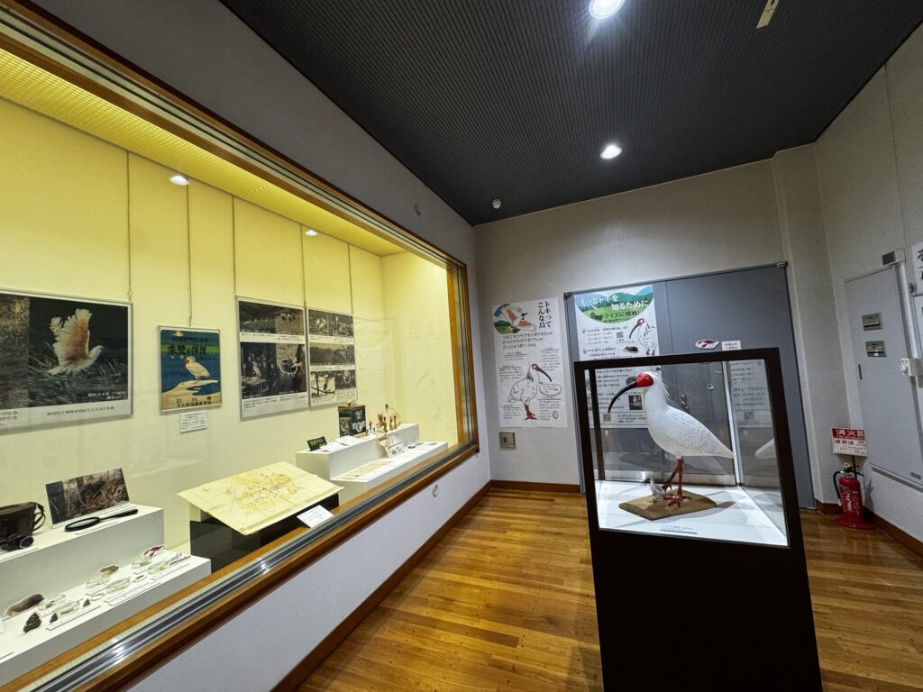 羽咋市歴史民俗資料館2階のトキ展示室