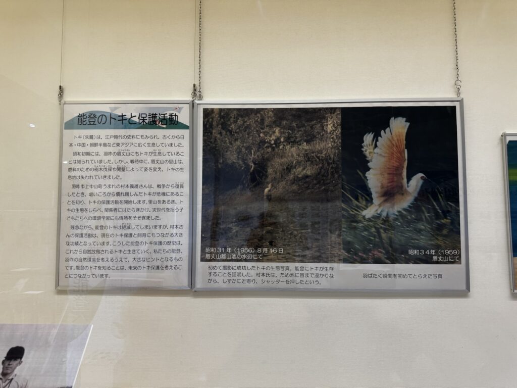 羽咋市歴史民俗資料館の展示パネル「能登のトキと保護活動」