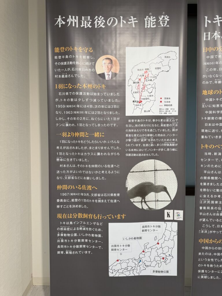 佐渡トキの森公園の展示パネル「本州最後のトキ 能登」