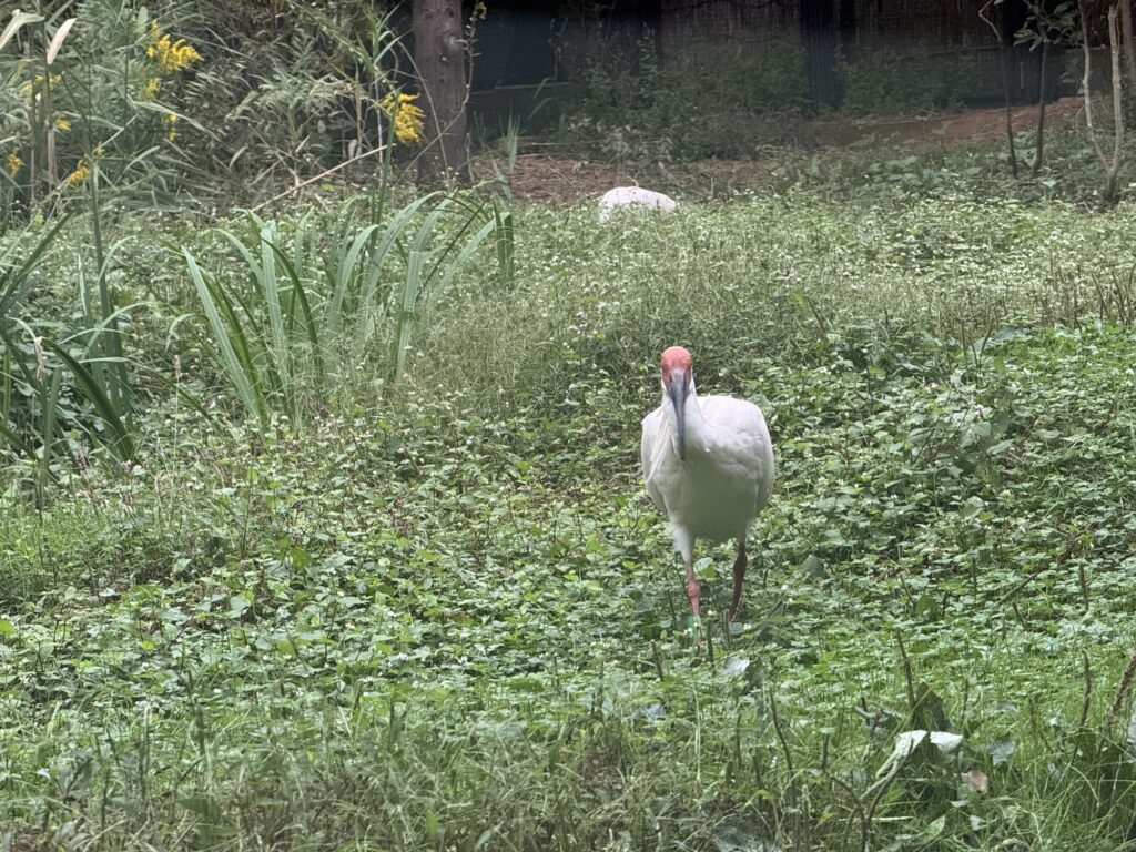佐渡トキの森公園で草地を歩くトキ