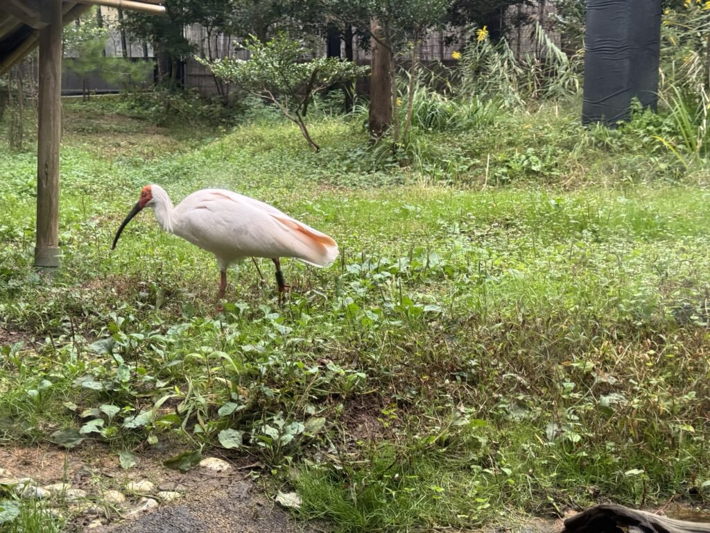 佐渡トキの森公園のトキの横姿
