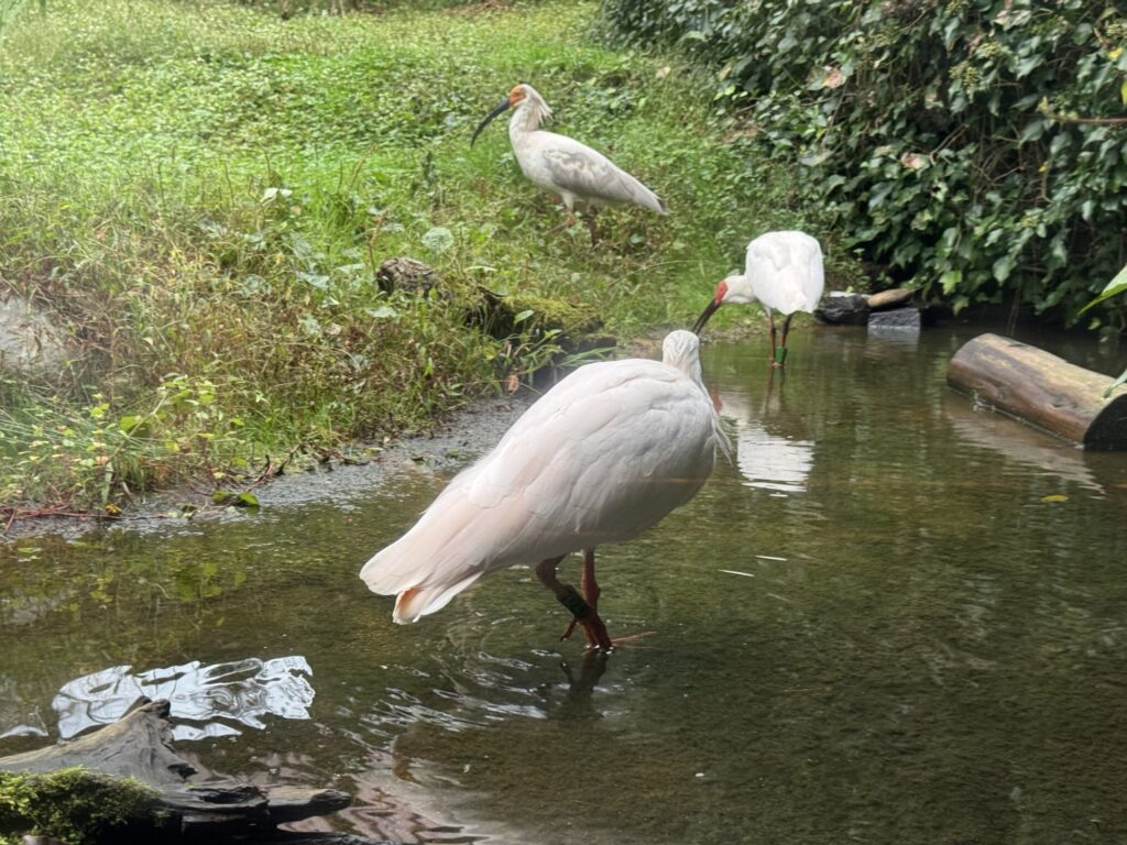 佐渡トキの森公園で水辺に集まる3羽のトキ