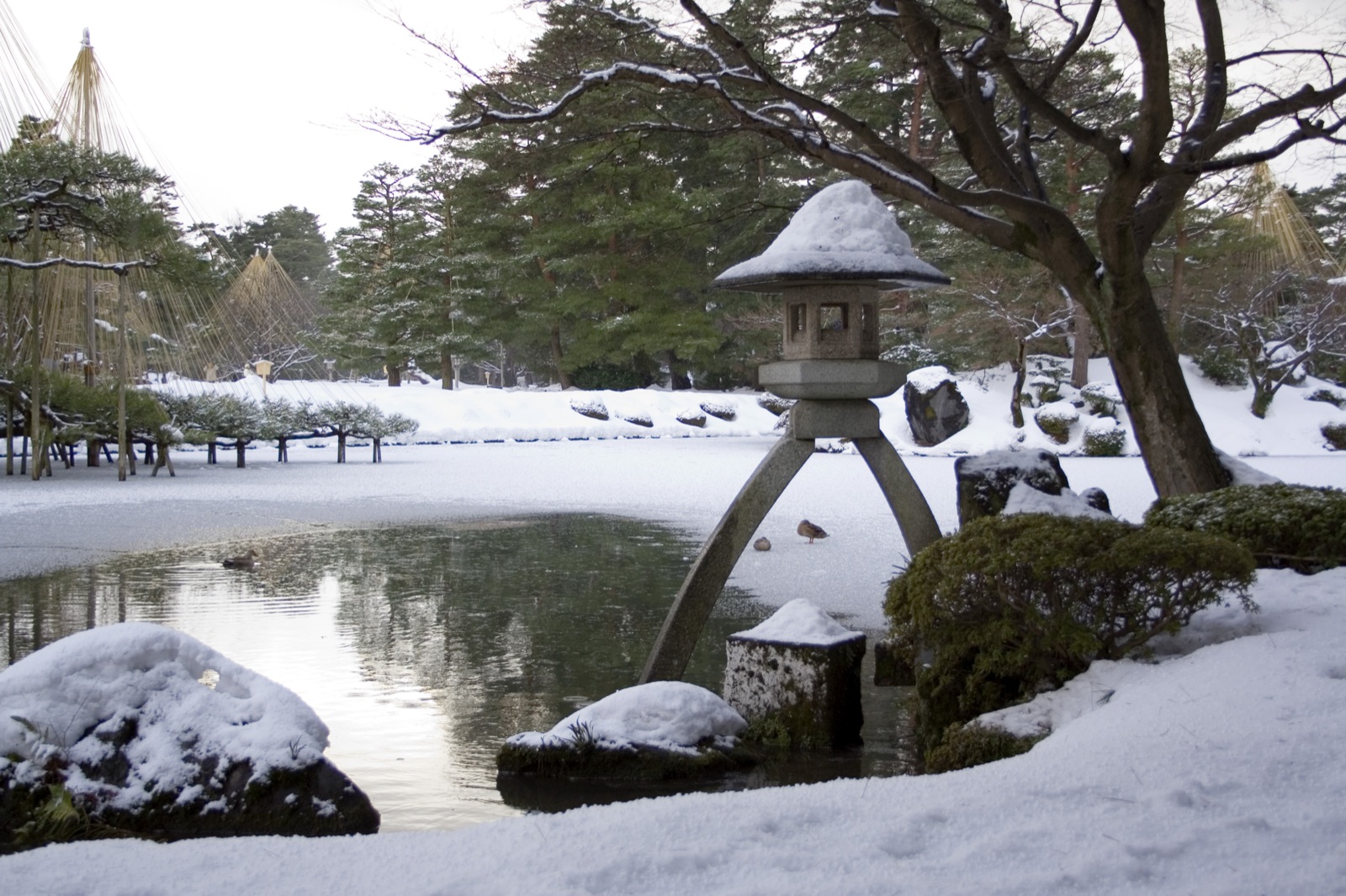 兼六園の雪吊り2026-2027