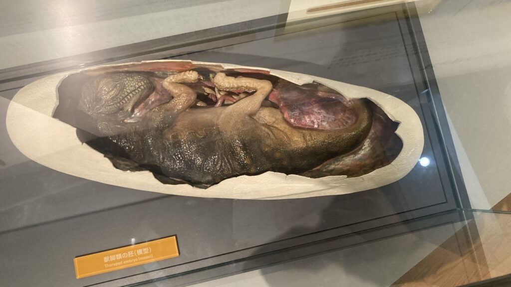 福井県立恐竜博物館に展示された獣脚類の胚の復元模型