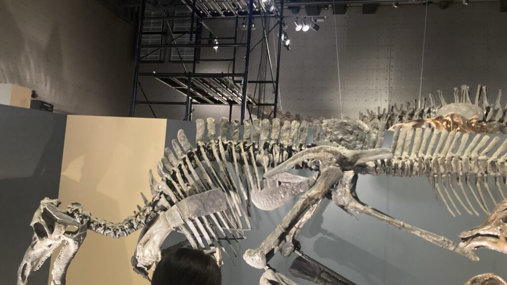 特別展で展示された恐竜の全身骨格を頭のすぐ横から見たところ