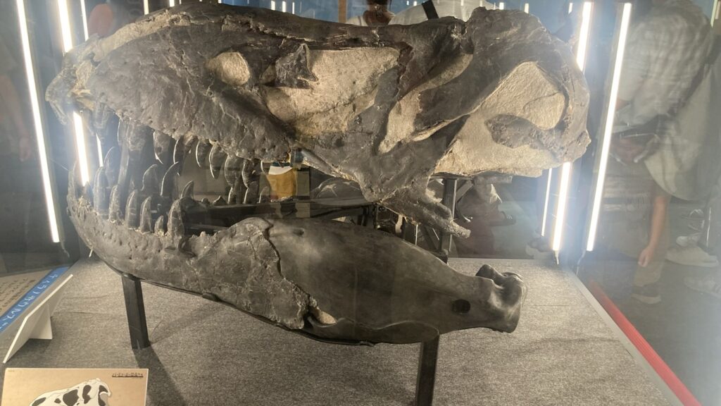 特別展で公開されたティラノサウルスの頭骨