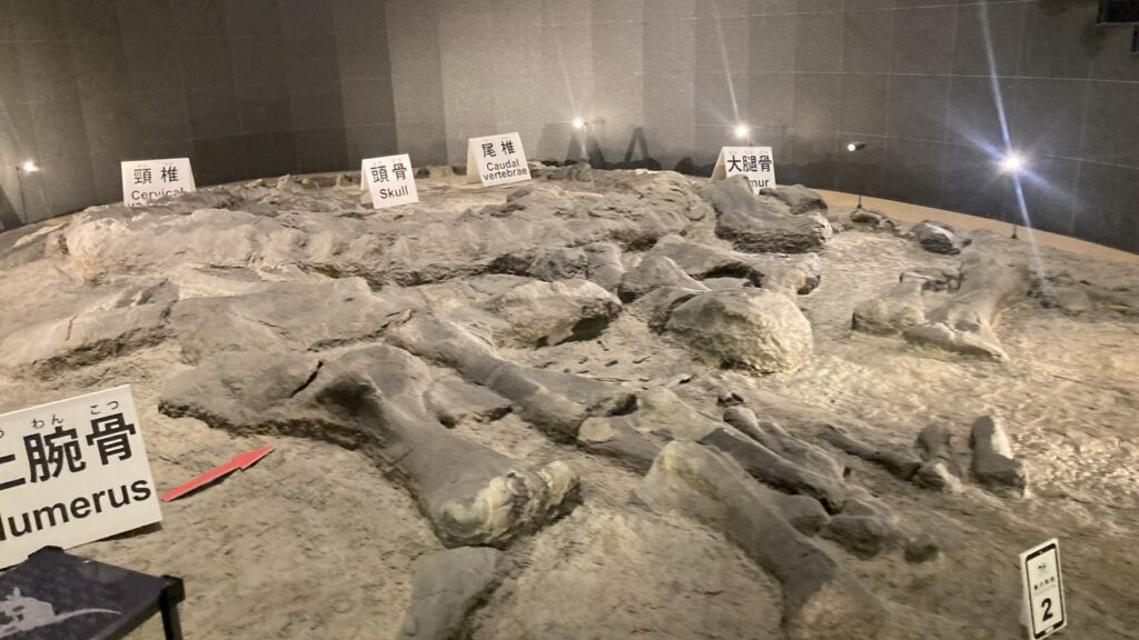 福井県立恐竜博物館の化石発掘現場を再現した展示